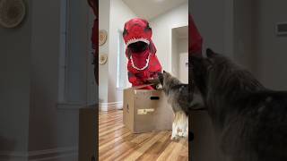 Dinosaur and Dog Get Surprise Package! #shorts