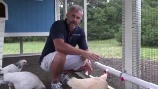 chicken rain coop system barrel