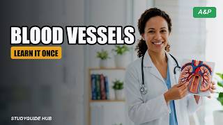71 Anatomy Physiology Podcast Blood Vessels - Arteries Veins and Capillaries