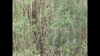 Property scams targeting vacant lots in South Carolina