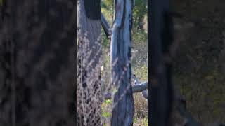 Archery Buffalo Killshot