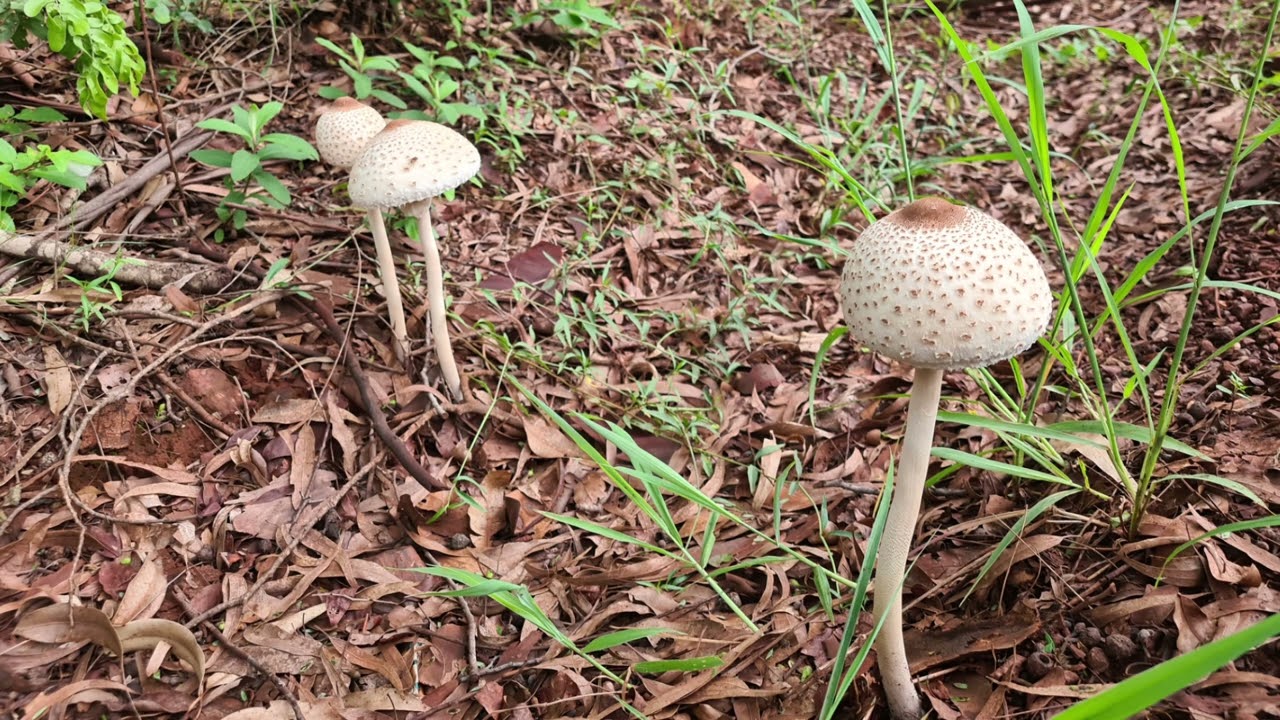 Fantastic Fungi of Zimbabwe part 2