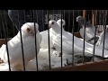 06.10.19. Птичий рынок  г. Прохладный ч2. Poultry bird market ch2.