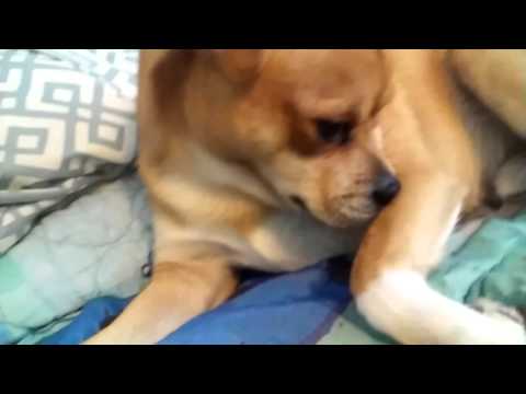dog licking blanket