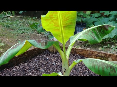 How to repot your banana plant without transplant shock