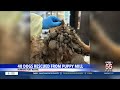 40 dogs rescued from DeKalb County home after neglect tip