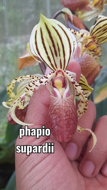 Anggrek sultan harga murah phapiopedillum supardii dan Lowii #anggrek