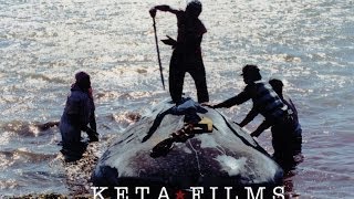 Whale Shark Hunters  Starring William Shatner Erin Calmes Nat Geo