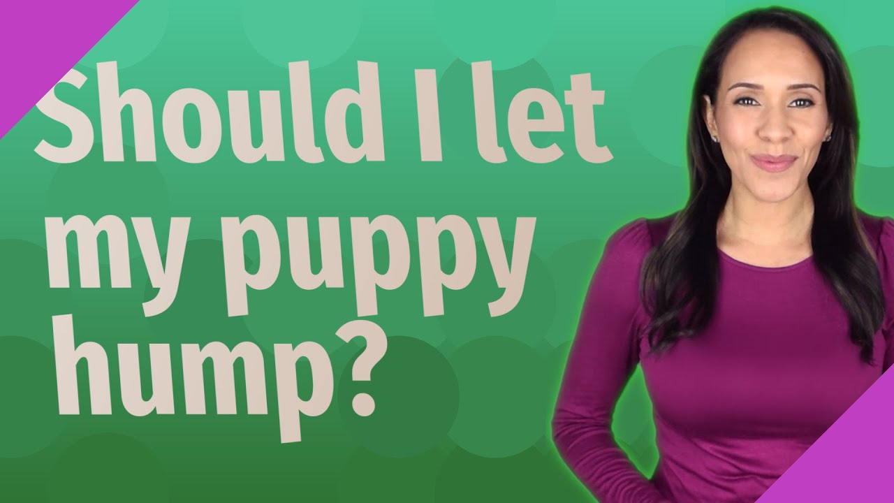 Should I let my puppy hump? YouTube