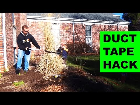 Video: Pampas Grass Pruning - Học Cách Cắt Cỏ Pampas