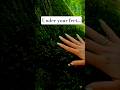 Microcosmos hidden under your feet... 🌱🌳