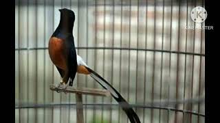 Pancingan Murai Batu Pastol 100danuh Menaikkan Emosi Lawan Agar Emosi Dan Ikut Bongkar Isian