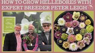 How to grow Hellebores: with specialist breeder & grower Peter Leigh of Post Office Farm Nursery