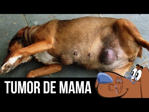 Vídeo: Inflamação Do Peito Em Cães