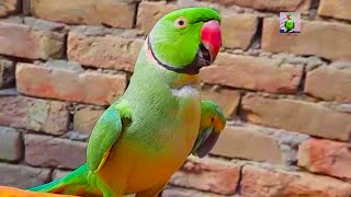 Cute Parrot Speaking In Urdu