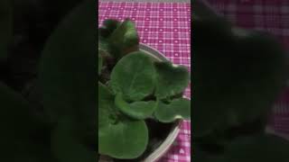 Humik Asiti Kabak Çiftcisine Sorduk ? 05356660880