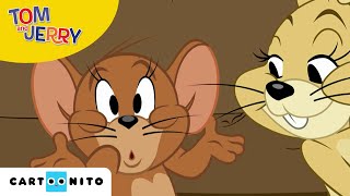 Tom & Jerry | Jerry kæreste | Cartoonito | Tegnefilm for børn