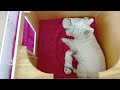 Westie Puppies Livestream - 7 day old puppies