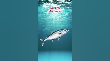 Cá Thu (Mackerel) #shorts #animals