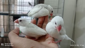 How to tame java sparrow 😊 Tame java sparrow | Hasan
