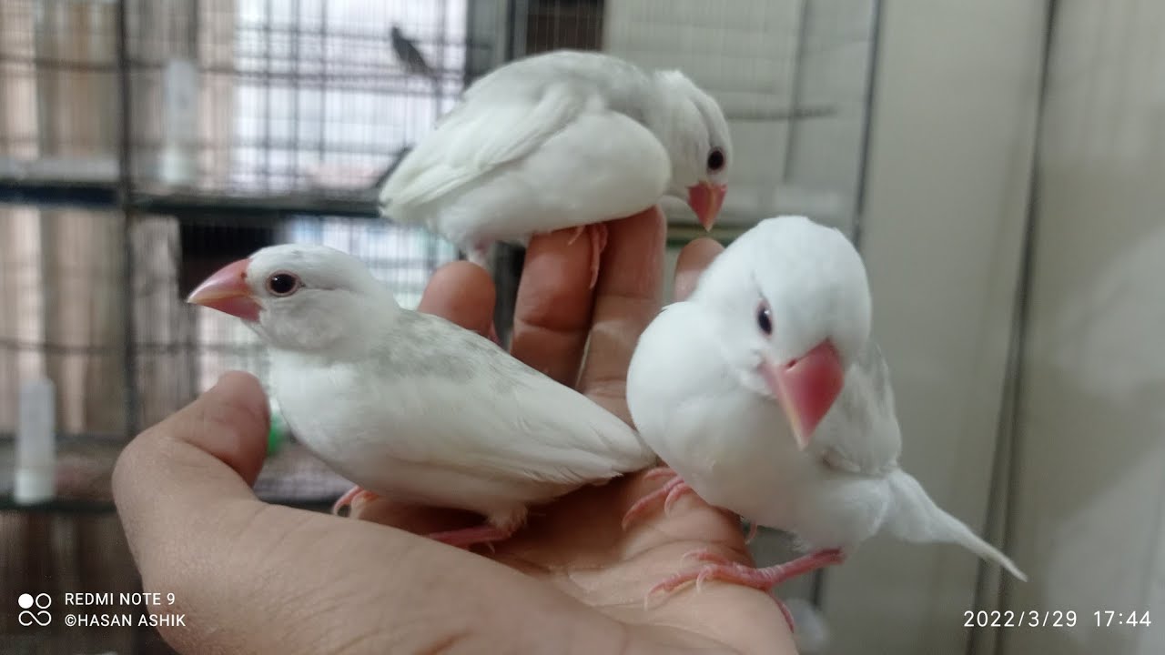 How to tame java sparrow 😊 Tame java sparrow | Hasan's Pets - YouTube