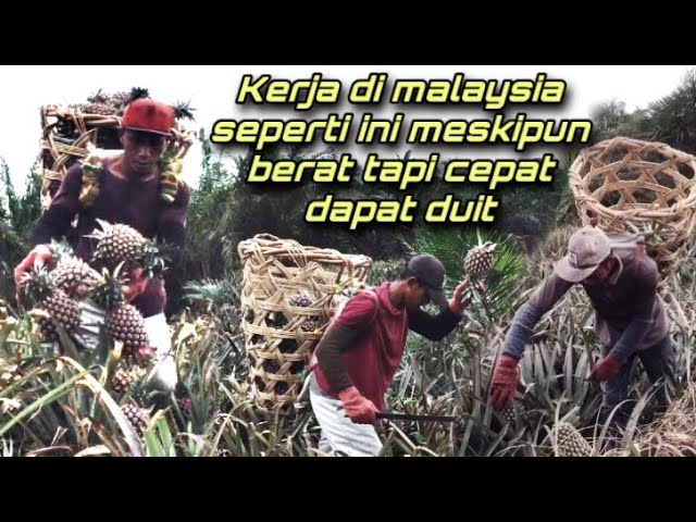 Kerja di malaysia seperti ini meskipun berat tapi cepat dapat duit potong buah nanas class=