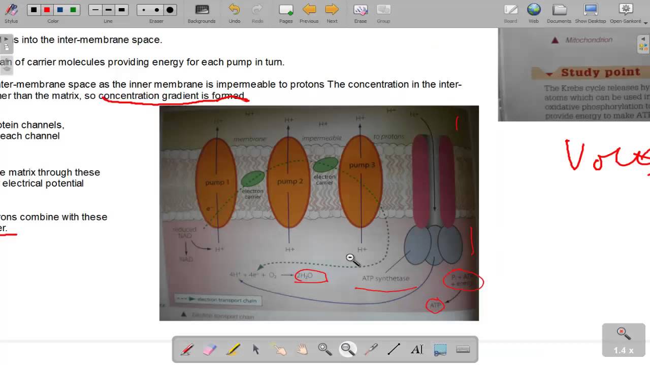 The Electron Transport Chain YouTube