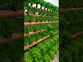 Hydroponics | Harvest |Lettuce | Satisfying moment