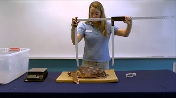 Weighing and Measuring Sea Turtles