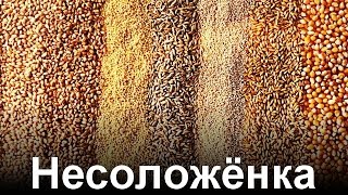 Сырьё в пивоварении. Несоложенка