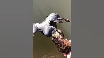 Жаба и утка