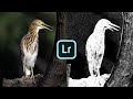 Lightroom Mobile SECRET Noise Reduction Tool