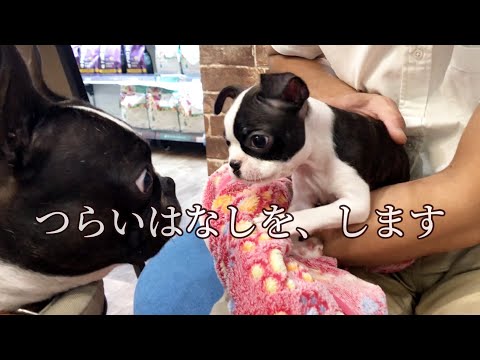 子犬のつらいはなしです。ボストンテリアきいろ