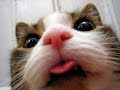 Смешные коты ТОПовая подборка #42 / funny cats compilation