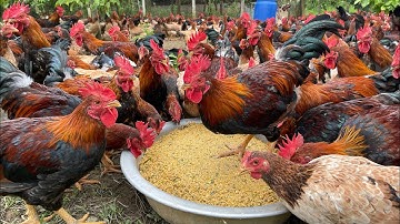 The process of raising native chickens from 1 day old to adulthood - chicken farm.