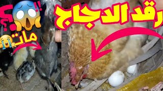 رقد دجاج جديد في المزرعة تعرف على علامات لرقد الدجاج بالتفصيل سبب موت كتاكيت الدجاج