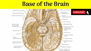 Base Of The Brain Structures Cranio-Caudally Interpeduncular Fossa Cranial Nerves In The Base