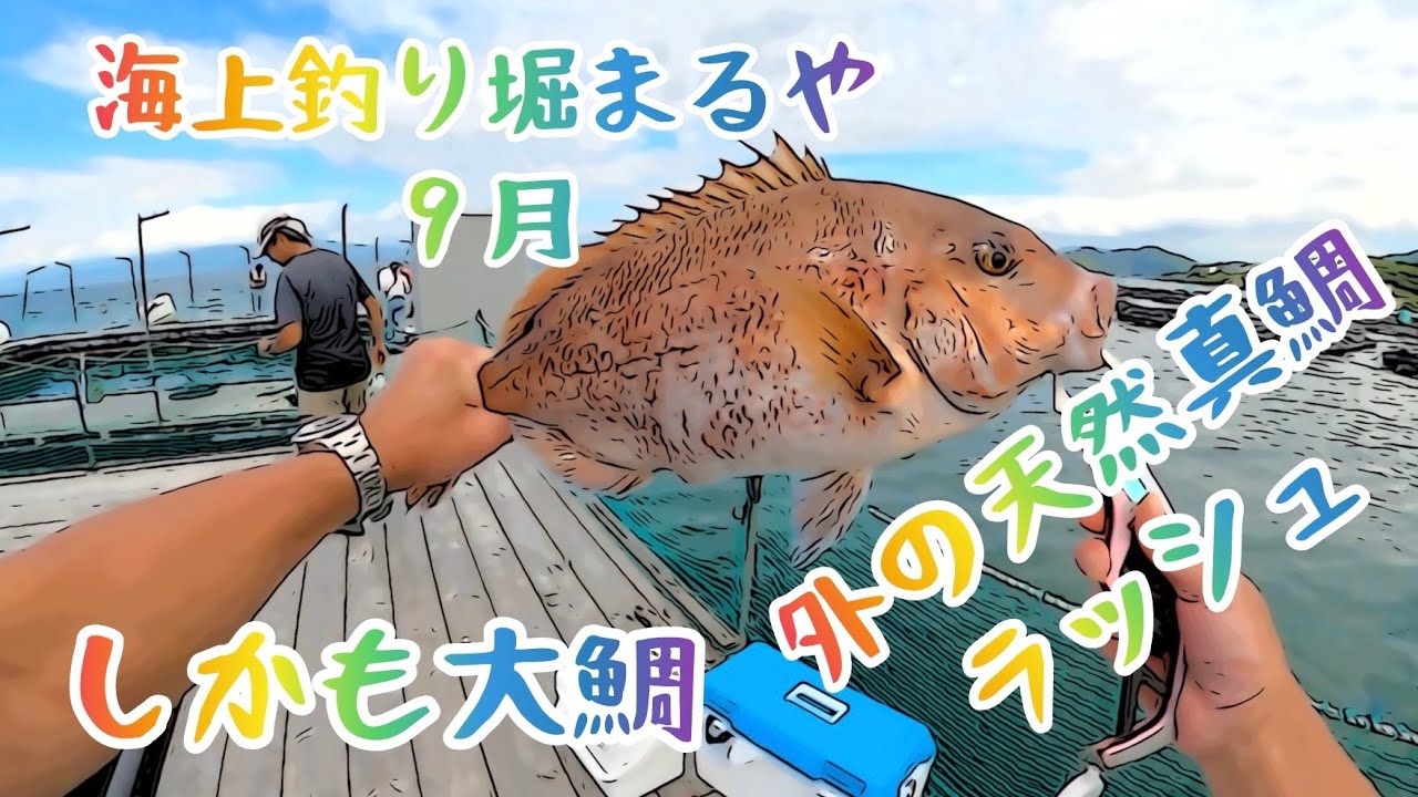 海上釣り堀まるや　９月　外の天然真鯛ラッシュ！　しかもデカイ❤️‍🔥