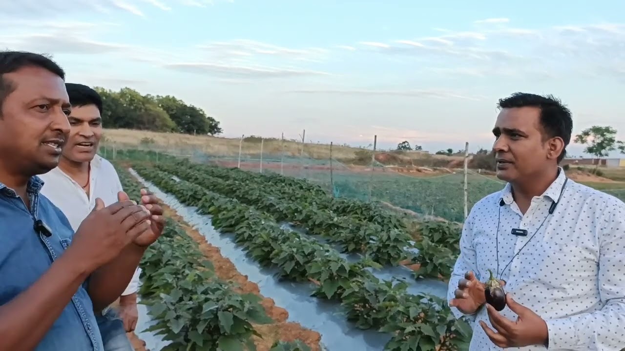 Grafted बैगन एक बार लगाएं और तीन साल तक कमाए ll ग्राफ्टेड बैगन की खेती ll brinjal farming in India l