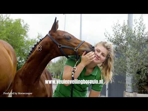 Auction Event Promotion for Foal Auction Borculo - The Netherlands 2020