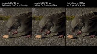 Sony RX10 IV Interpolation Test #2 (Frame Blending vs Optical Flow vs Topaz VEAI Apollo)
