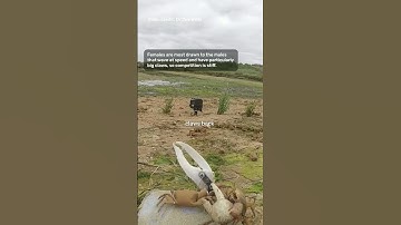 Robot Crab Tricks Real Crabs Into Following! 🦀🤖