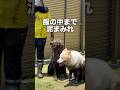 田植えをするつもりが“泥んこパーティ”になりましたww【ゴールデンレトリバー・ボーダーコリー】#shorts