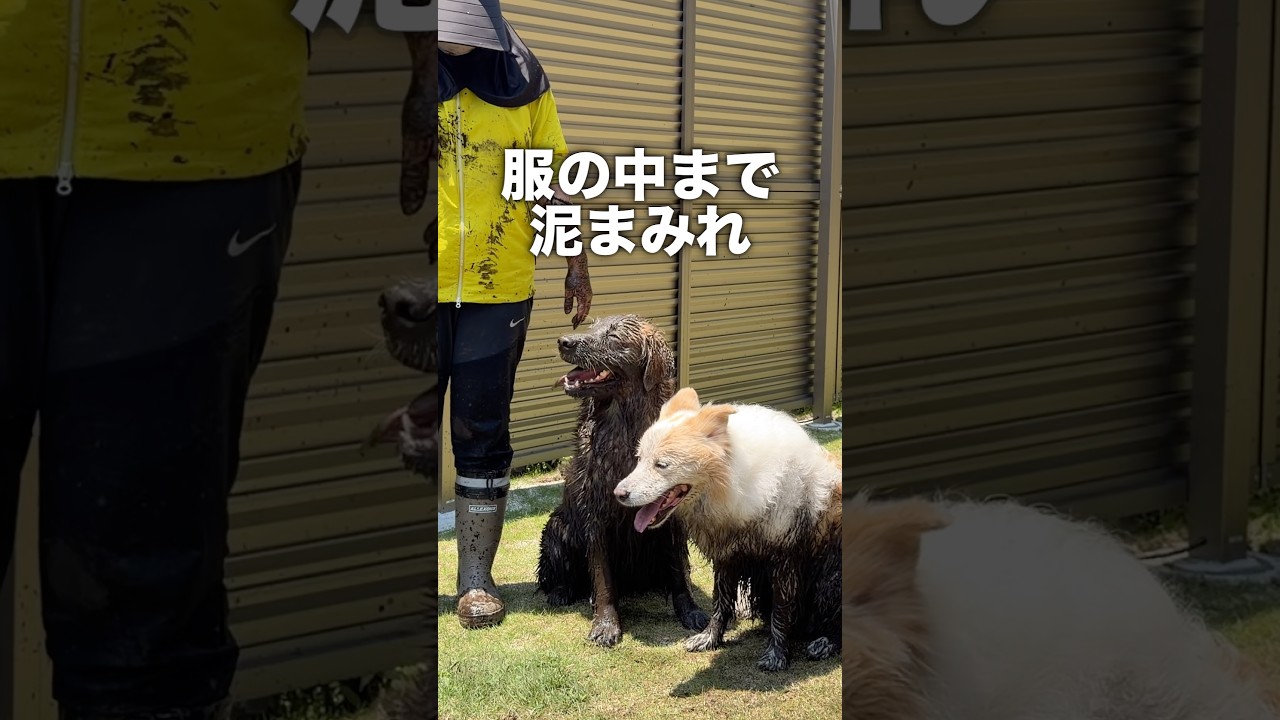 田植えをするつもりが“泥んこパーティ”になりましたww【ゴールデンレトリバー・ボーダーコリー】#shorts