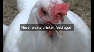 Chicken Feeders | Kings | Ca | Automatic Chicken Feeder | Feeding Chickens | Poultry Feeders |hens