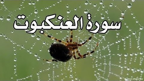 &[ سُورة العنكبوت AlAnkaboot Surah ]& برواية هشام عن ابن عامر / للشيخ المُقريء : د.عبدالحكيم الشاعر