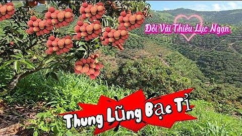 View Đồi  Vải Thiều Triệu Đô Siêu Mê I Núi Đồi Lục Ngạn