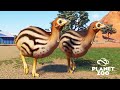 Planet Zoo Austrália - Filhotes de CASUAR são os mais fofos do jogo