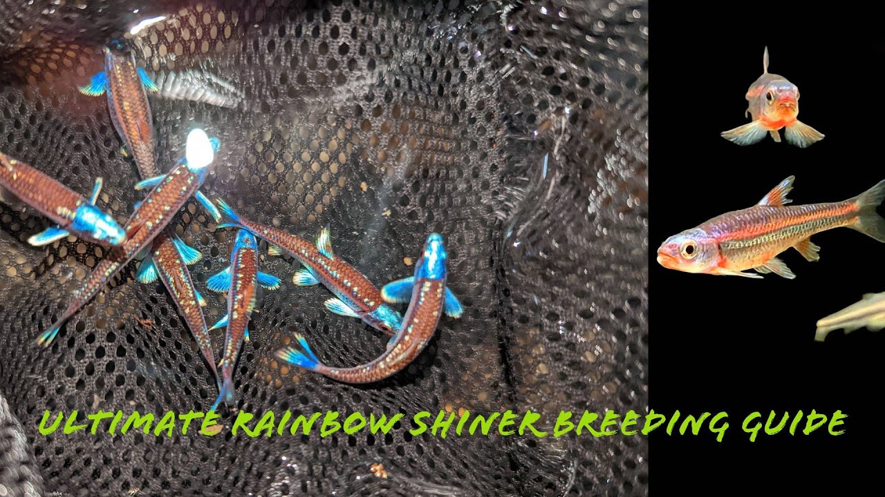 Step by Step Rainbow Shiner Breeding Guide - How To Start to Finish 