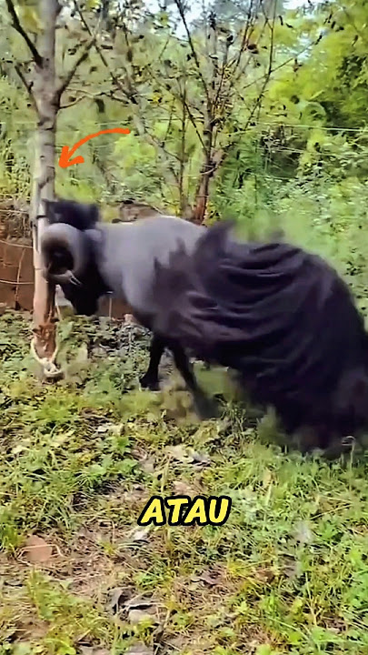 Kekuatan Kambing Hitam
